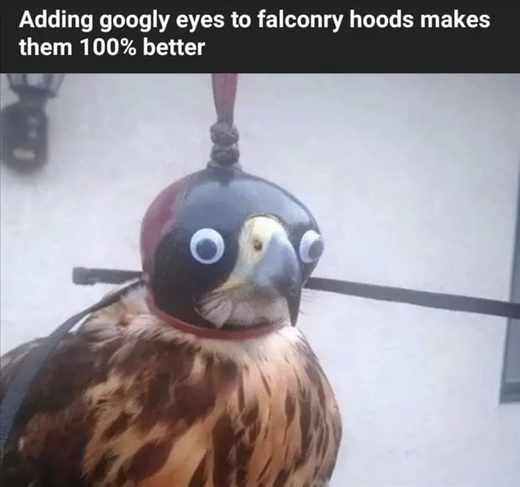 Top 34 Funny Animal Memes Of The Day 60D6Fb736B783