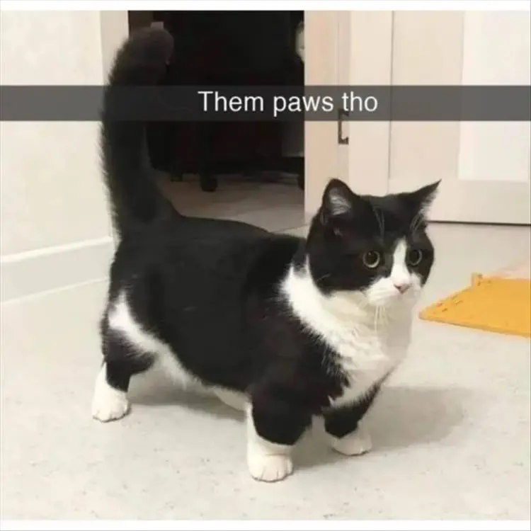 Top 34 Funny Animal Memes Of The Day 60D6Fb768D24E
