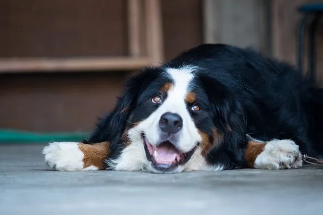 30 Of The Cutest Dogs To Brighten Up Your Day