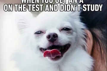 15 Extremely Funny Pet Memes To Improve Your Day