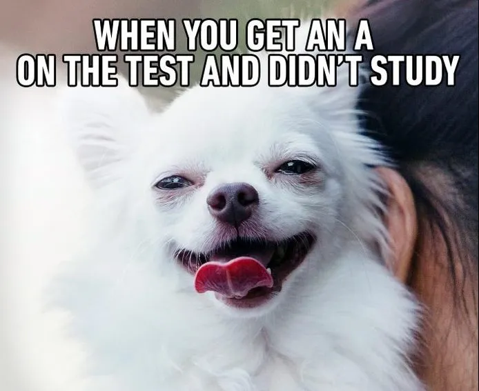 15 Extremely Funny Pet Memes To Improve Your Day