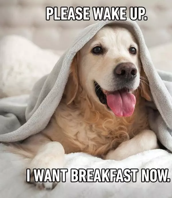 15 Extremely Funny Pet Memes To Improve Your Day