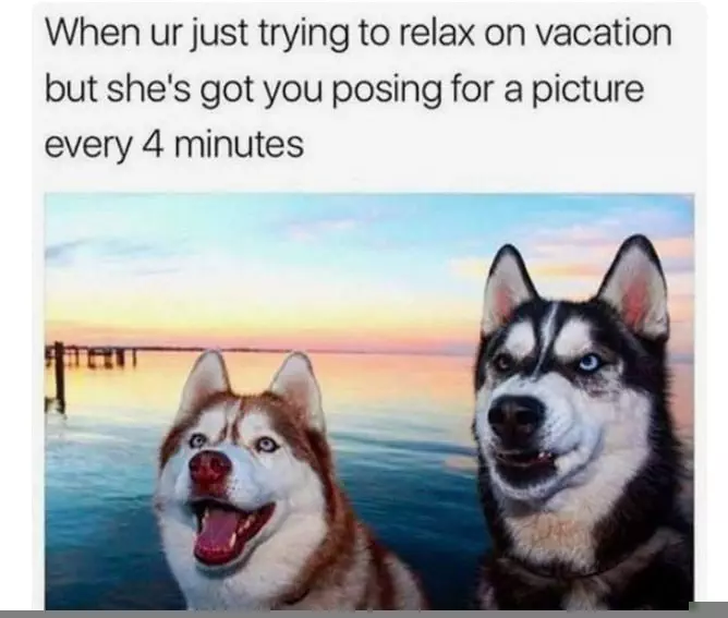 20 Of The Funniest Summer Holiday Pet Pictures