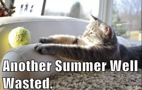 20 Cute Summer Cat Pictures To Share With Friends