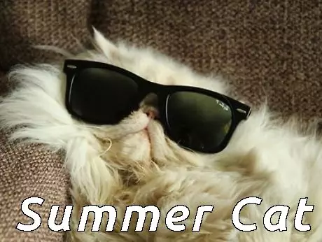 20 Cute Summer Cat Pictures To Share With Friends