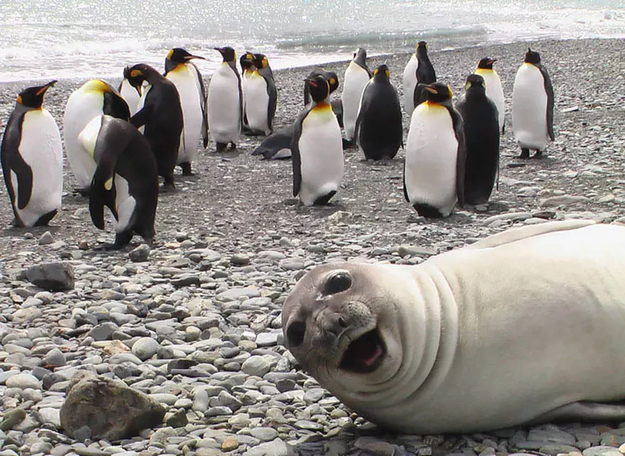 30 Awesome Photo Bombs