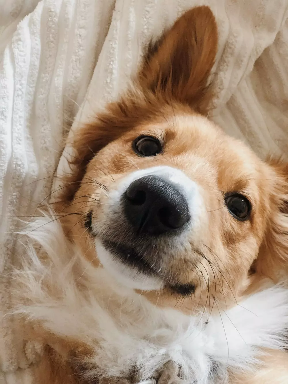 30 Of The Cutest Dogs To Brighten Up Your Day