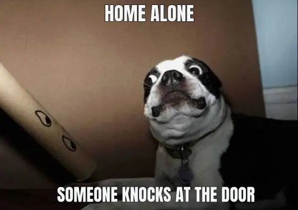 20 Cute And Funny Dog Memes For Pet Lovers