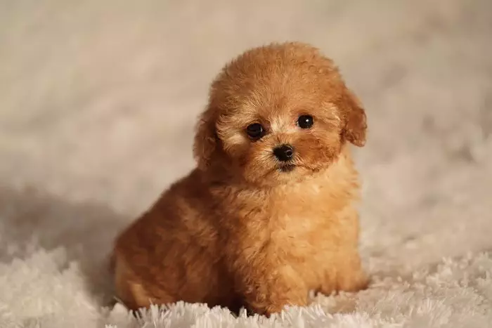 30 Of The Cutest Dogs To Brighten Up Your Day