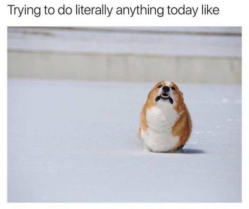 20 Cute And Funny Dog Memes For Pet Lovers 