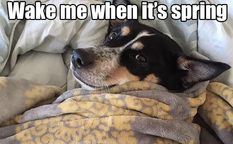 20 Of The Funniest Summer Holiday Pet Pictures