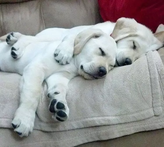 20 Of The Cutest Dog Pictures You Absolutely Must See