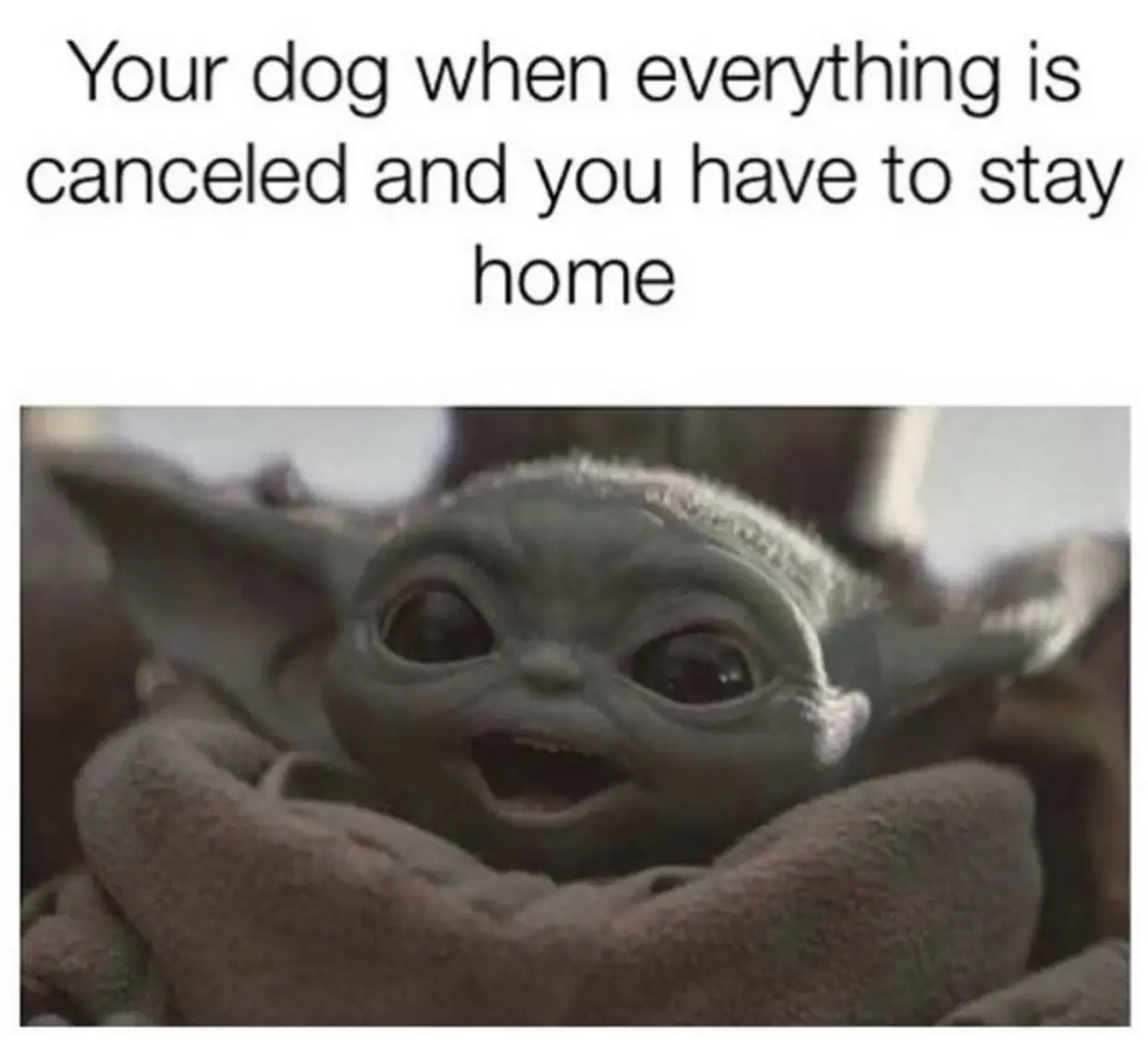 30 Adorable Dog Memes To Laugh At 