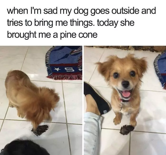 30 Extremely Cute Dog Memes To Start Your Day With