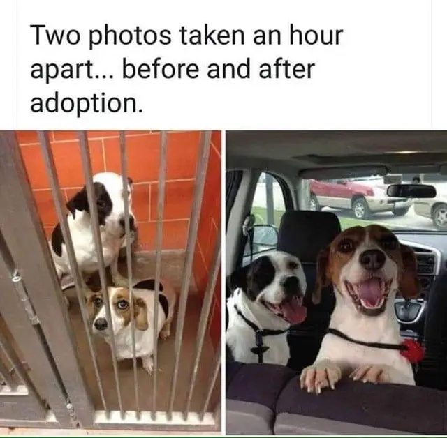30 Cute And Wholesome Memes To Make You Feel Good