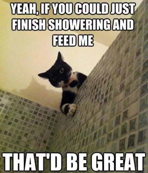 30 Hysterical Cat Memes You Must See