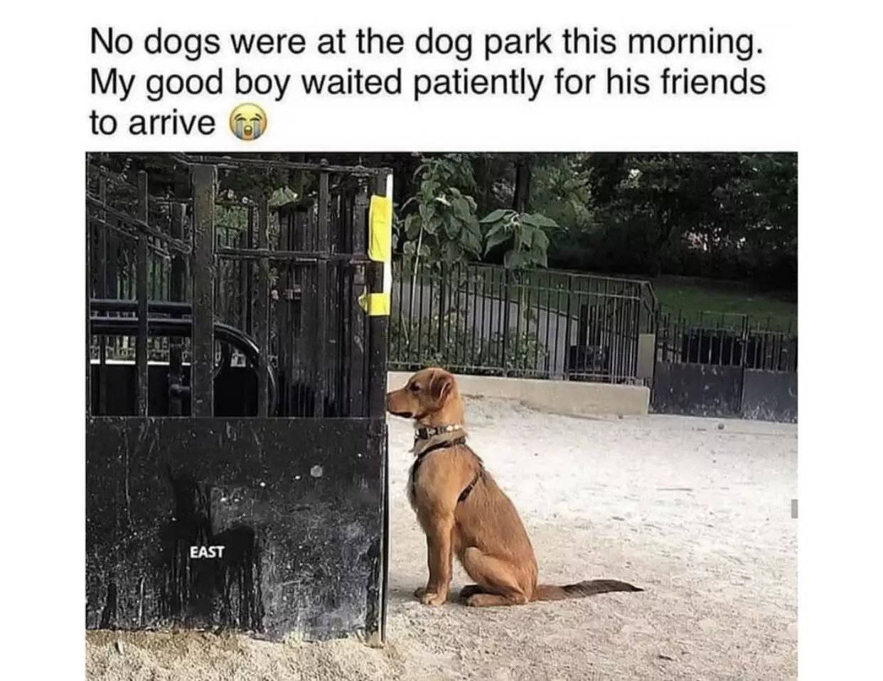 30 Adorable Dog Memes To Laugh At