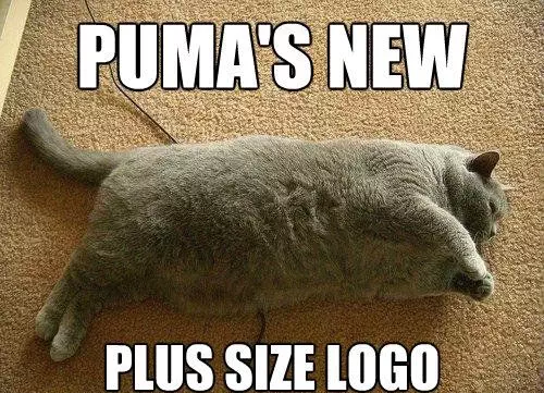 30 Hysterical Cat Memes You Must See