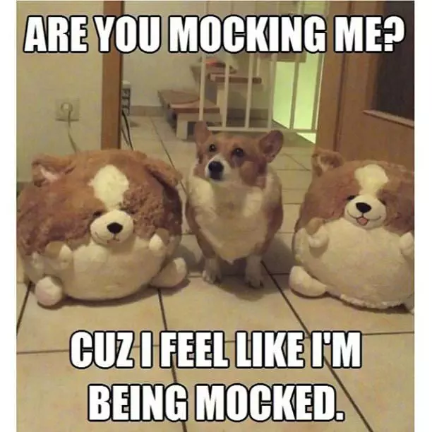 30 Amazing Memes About Pets And Animals