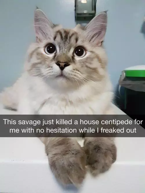 30 Great Cat Memes For All The Cat Lovers Out There