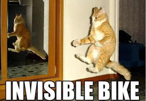 30 Hysterical Cat Memes You Must See