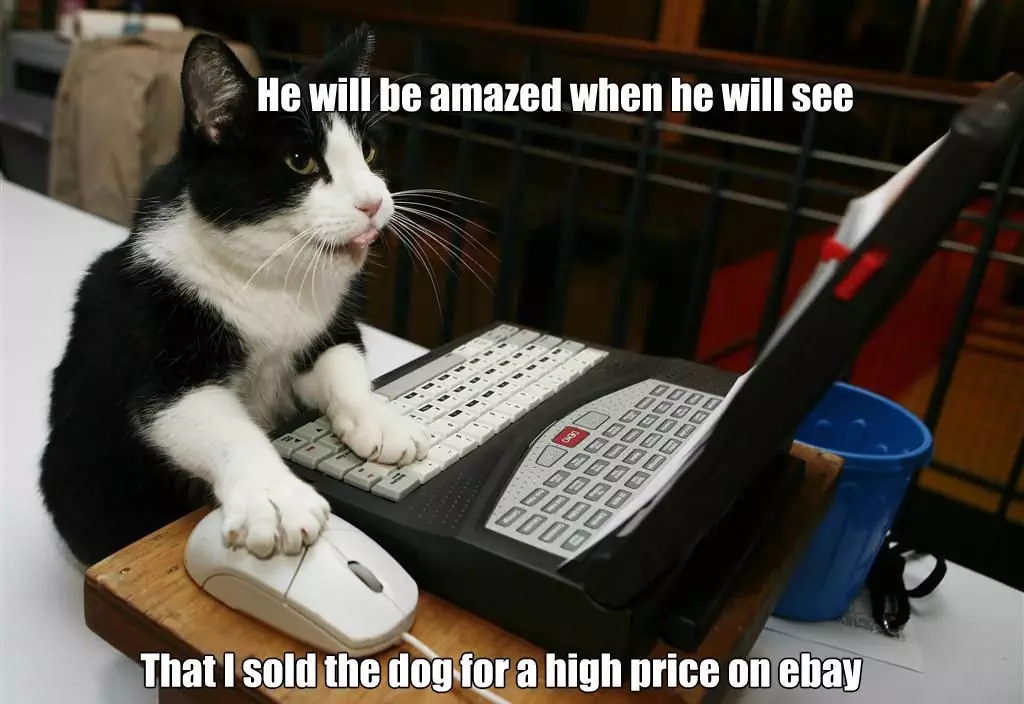 30 Hysterical Cat Memes You Must See