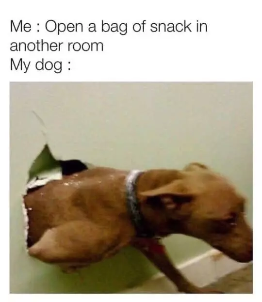 30 Adorable Dog Memes To Laugh At