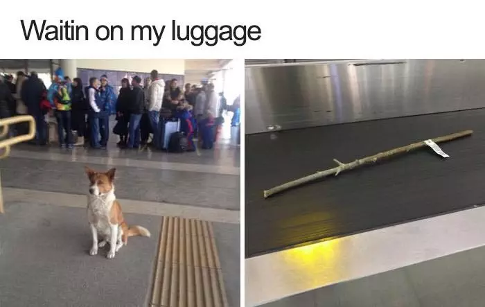 30 Extremely Cute Dog Memes To Start Your Day With