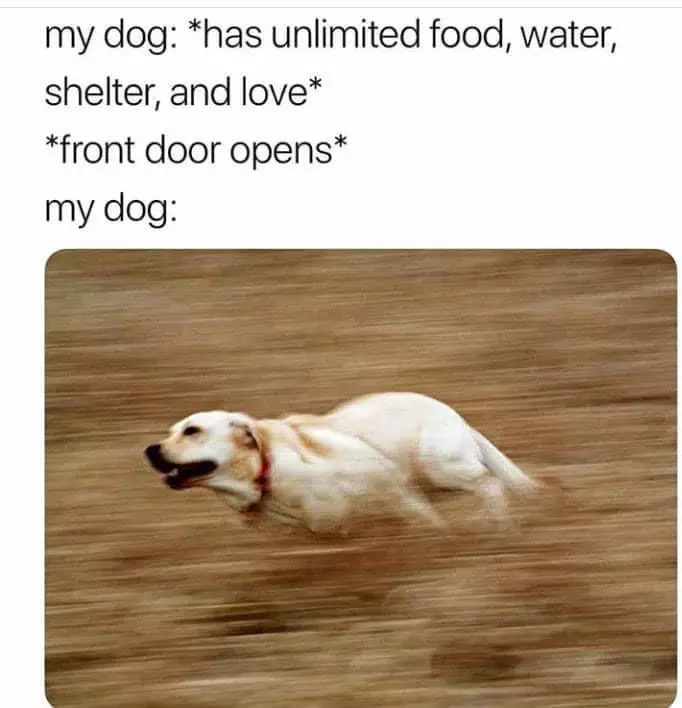 30 Adorable Dog Memes To Laugh At