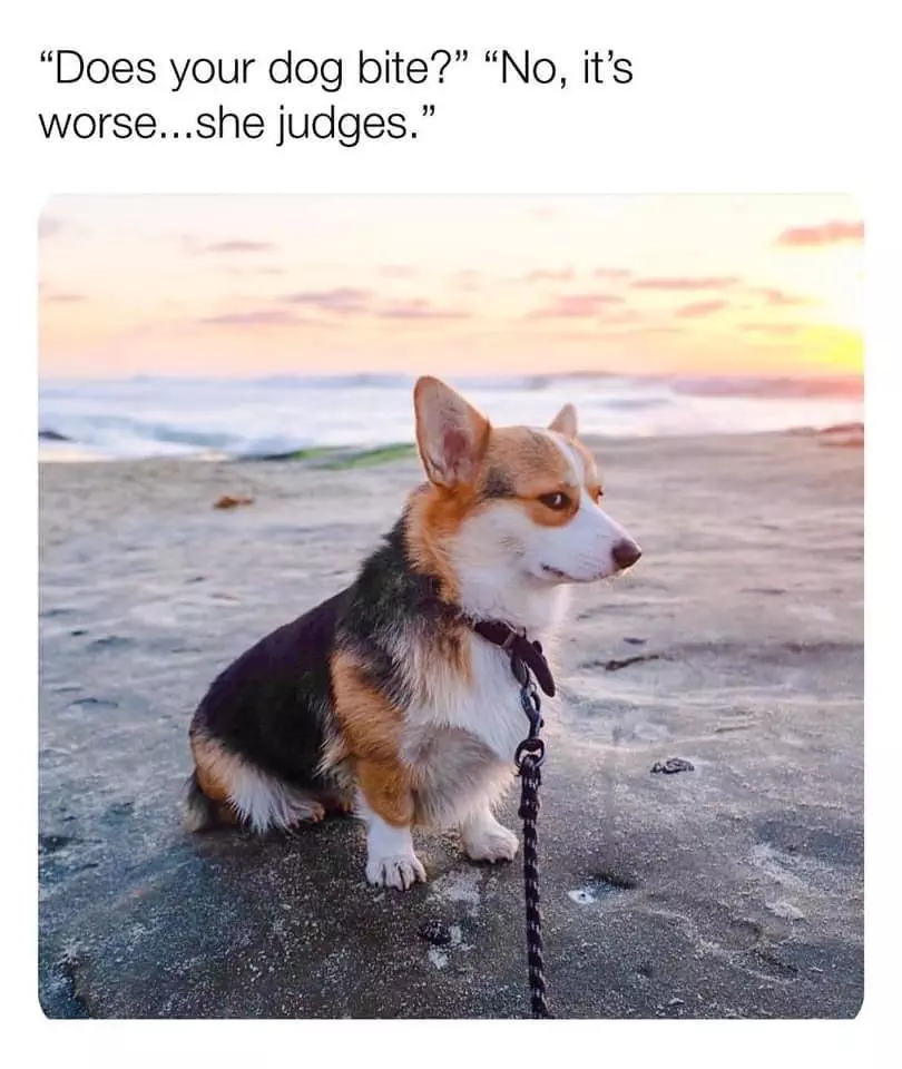 30 Adorable Dog Memes To Laugh At