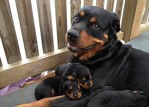 34 Priceless Pictures Of Cute Smiling Dogs
