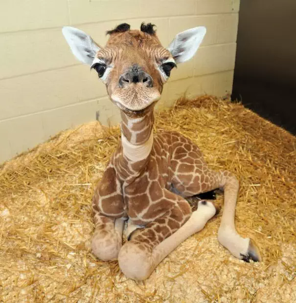 30 Seriously Cute Baby Animal Pictures