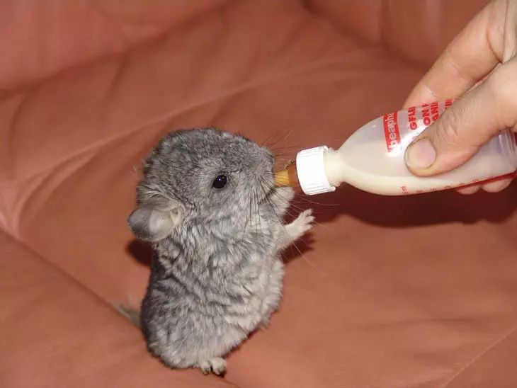 30 Seriously Cute Baby Animal Pictures