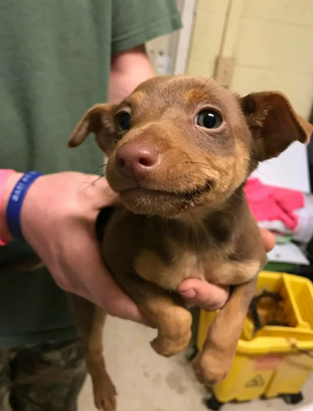 34 Priceless Pictures Of Cute Smiling Dogs