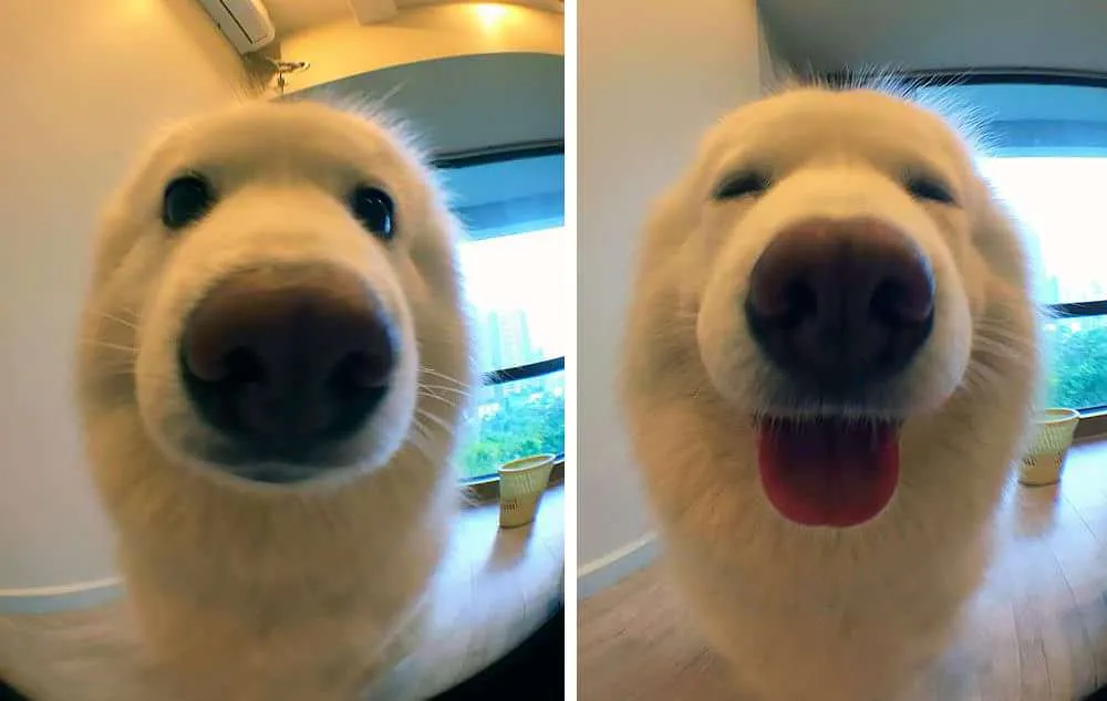 34 Priceless Pictures Of Cute Smiling Dogs
