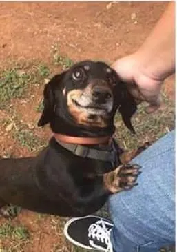 34 Priceless Pictures Of Cute Smiling Dogs