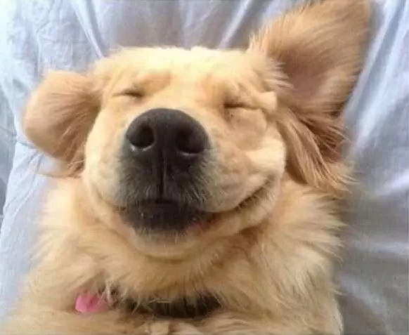 34 Priceless Pictures Of Cute Smiling Dogs