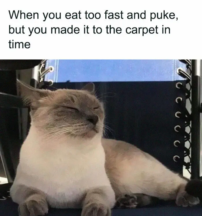 30 Adorable Cat Memes For You To Enjoy 