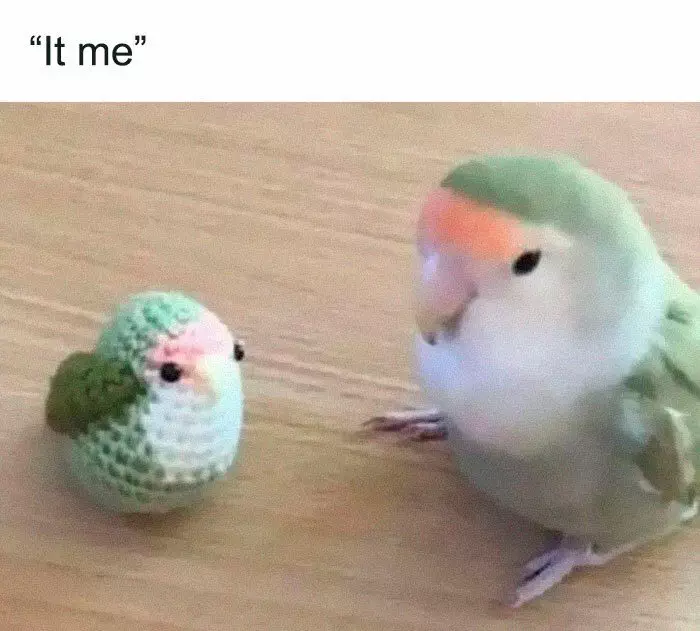30 Great Bird Memes That Show Just How Superior Birds Are