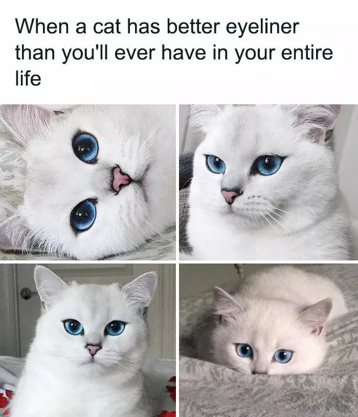 30 Adorable Cat Memes For You To Enjoy
