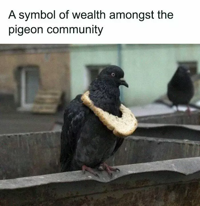 30 Great Bird Memes That Show Just How Superior Birds Are