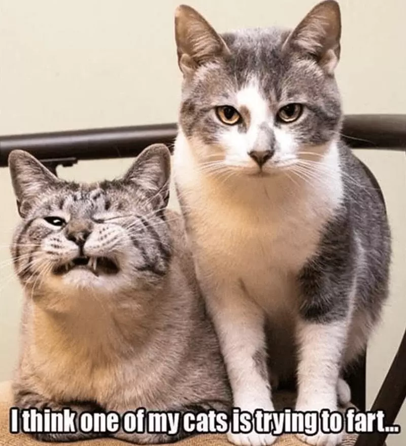 30 Excellent Cat Memes For All The Cat Lovers