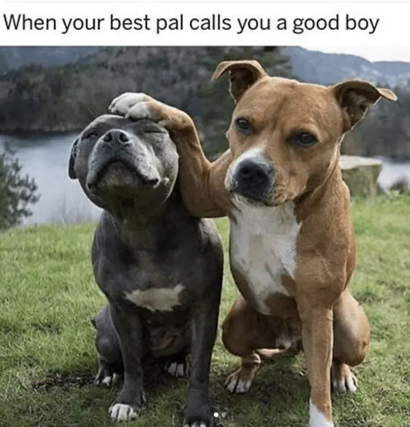 30 Excellent Dog Memes To Make Your Day Better