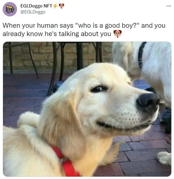 30 Excellent Dog Memes To Make Your Day Better