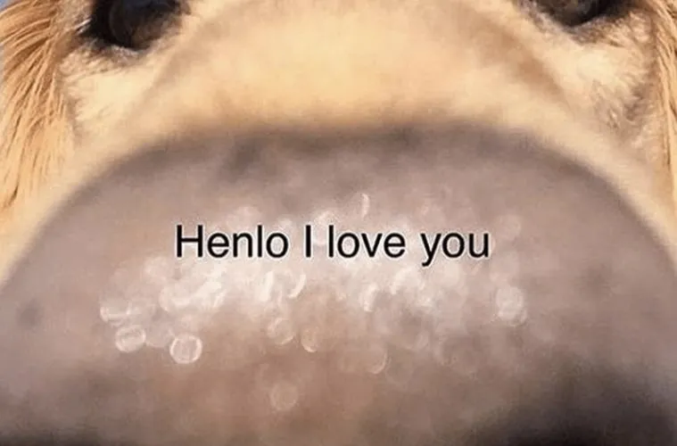 30 Excellent Dog Memes To Make Your Day Better