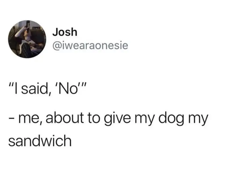 31 Absolutely Funny Animal Memes&Nbsp;