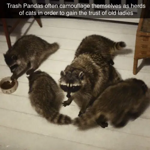 31 Absolutely Funny Animal Memes&Nbsp;