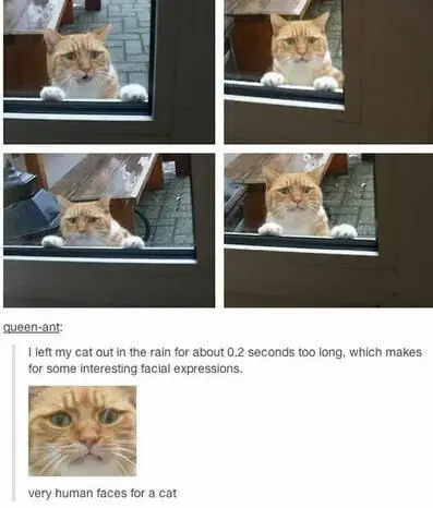 31 Absolutely Funny Animal Memes&Nbsp;