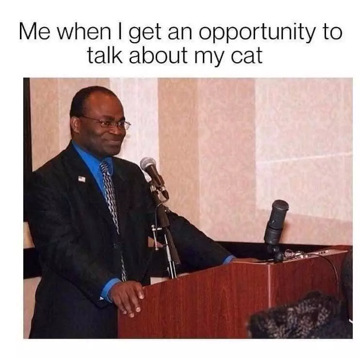 30 Excellent Cat Memes For All The Cat Lovers