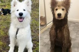 31 Heartwarming Before And After Images That Are So Wholesome !